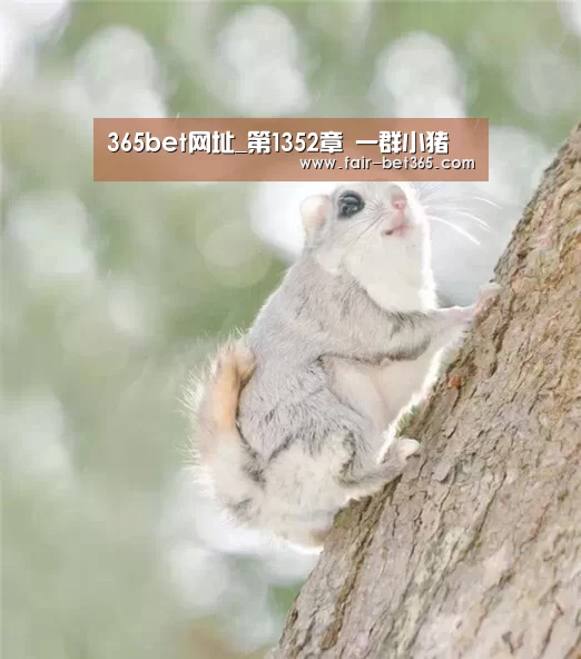 365bet网址_第1352章 一群小猪(图1) bet365 login